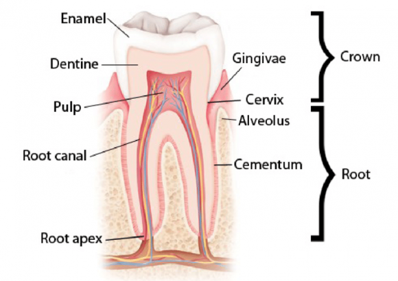 tooth anatomy, teeth sensitivity
